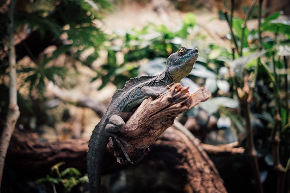 lagarto gris y marrón sobre madera marrón