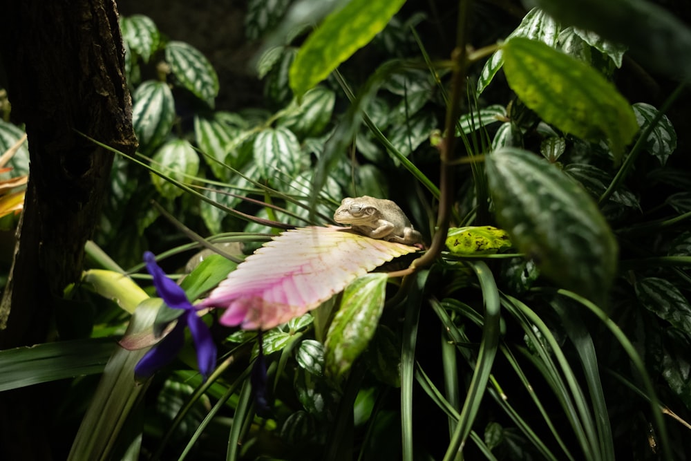 ピンクの蓮の花に茶色と黒のカエル