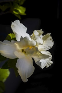 Soft Blossom