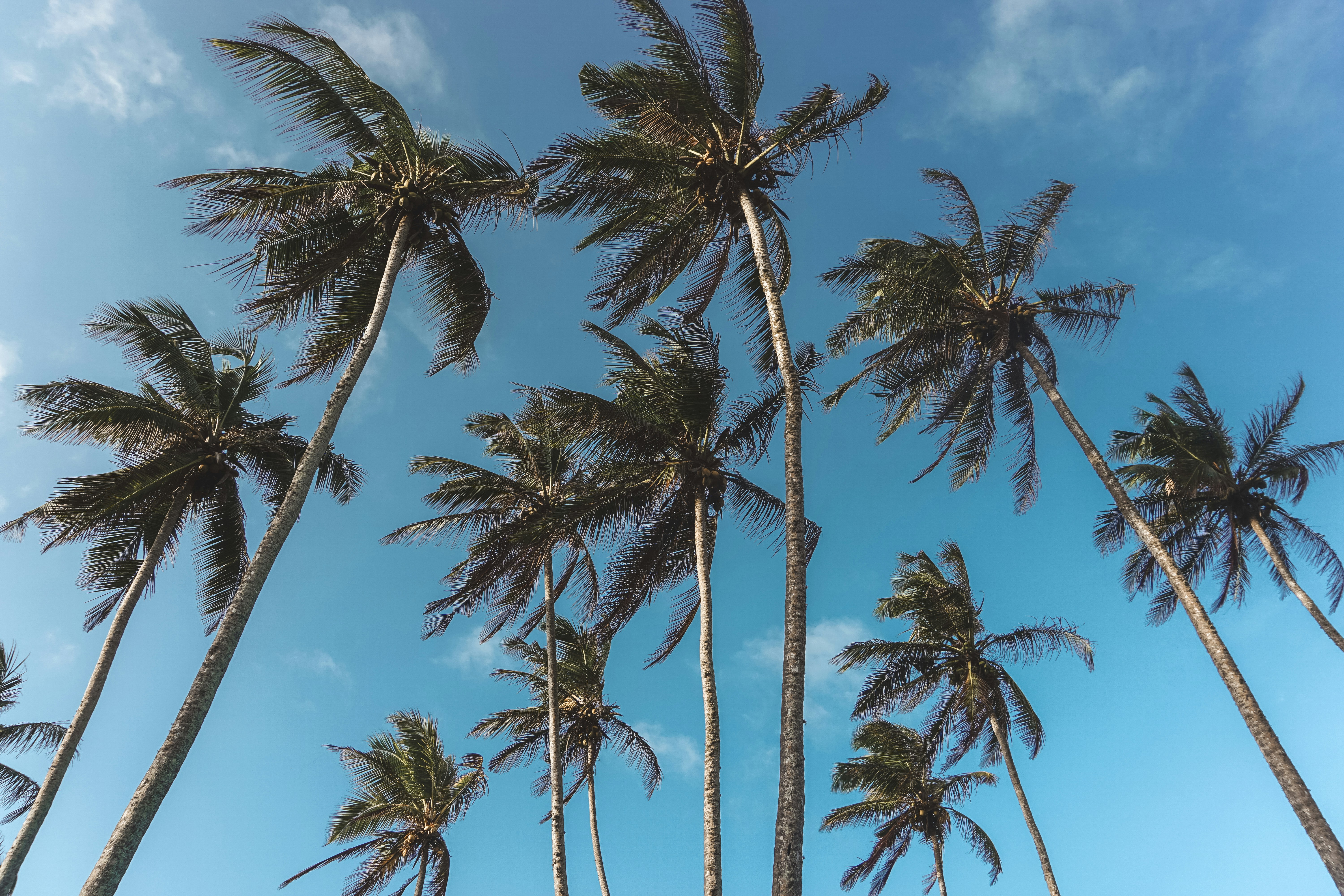 green palm trees under blue sky during daytime