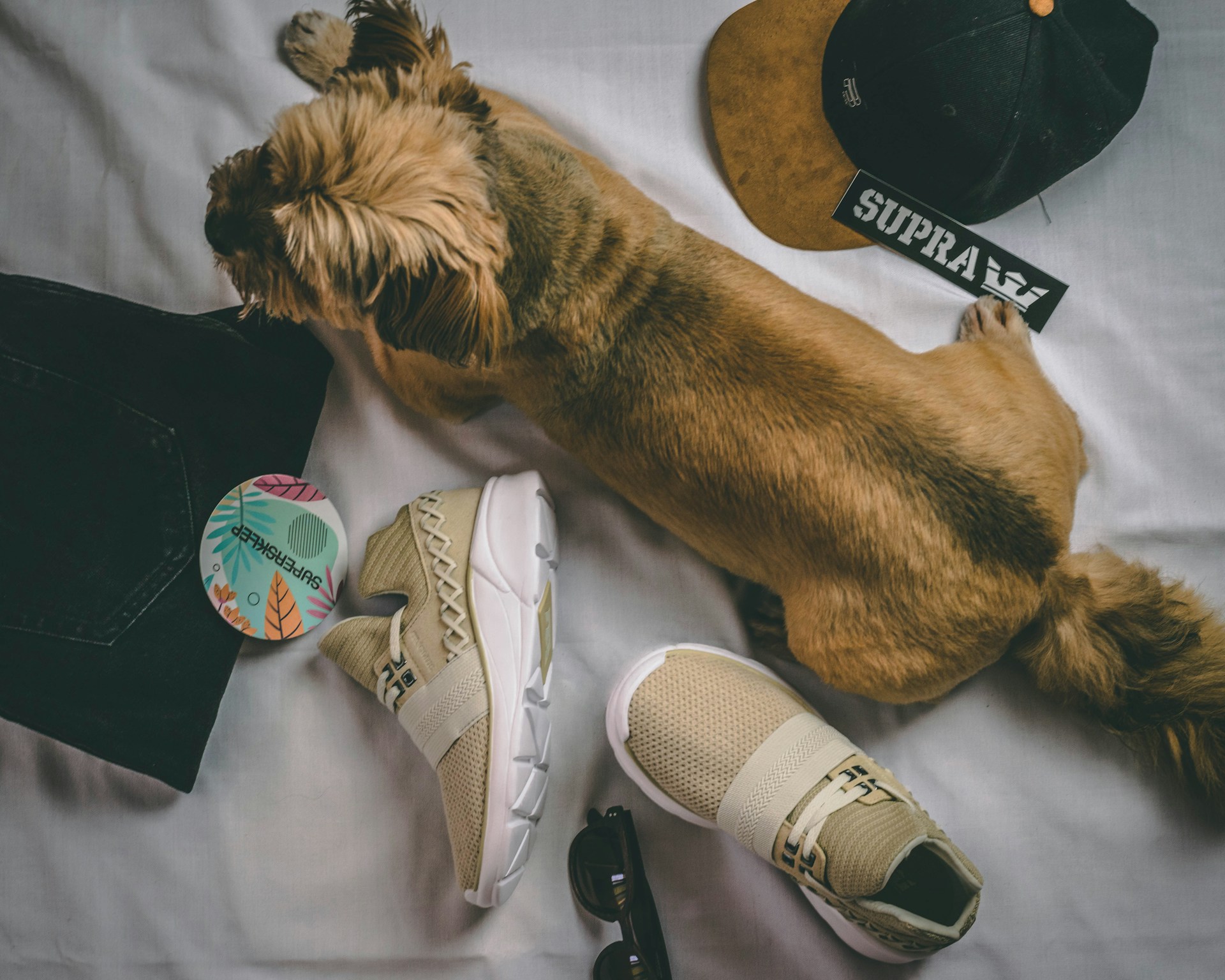 brown short coated dog lying on white textile
