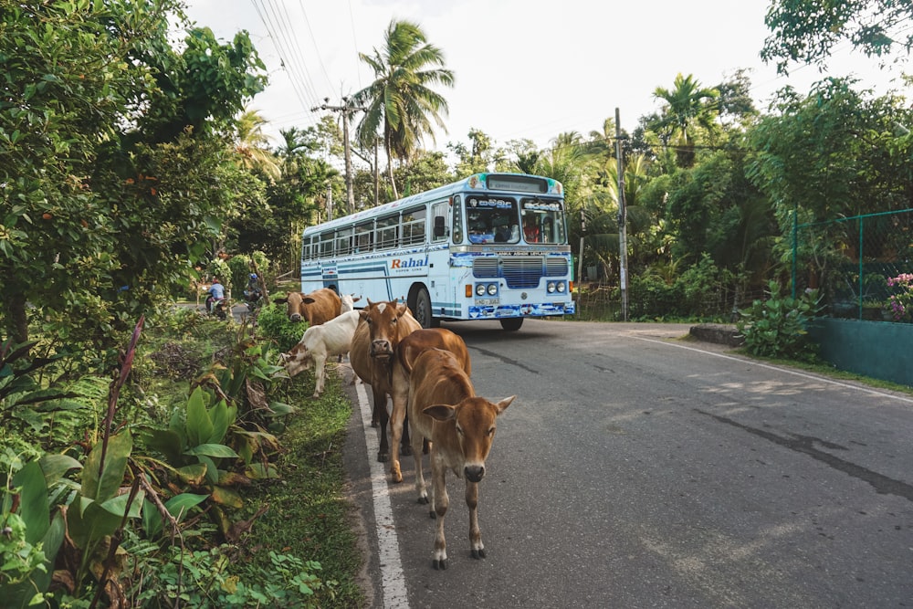 brown cow on road during daytime