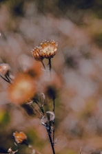 A close-up of a delicate watercolor painting of wildflowers in soft natural light.