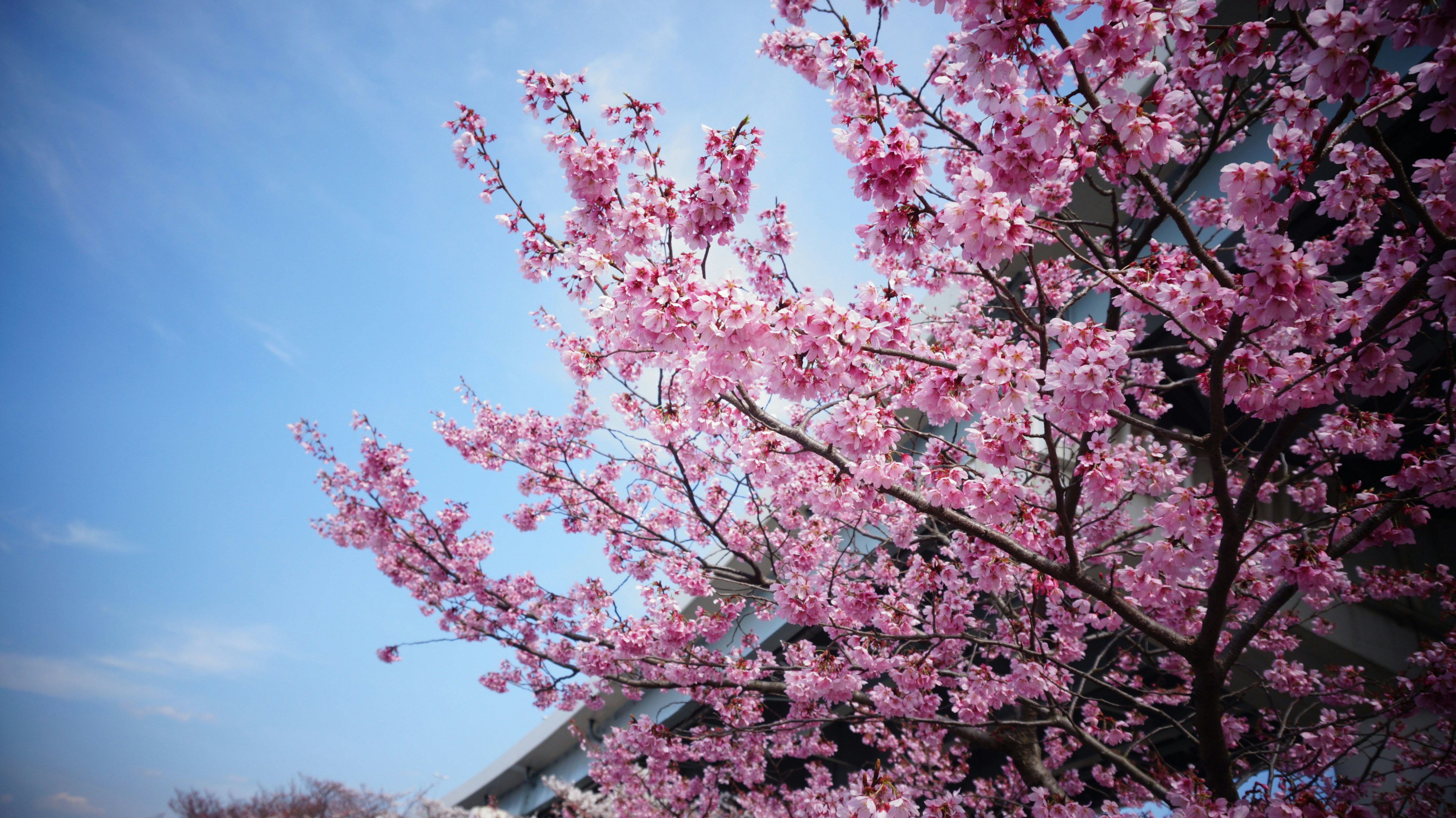 pink cherry blossom tree under blue sky during daytime, 