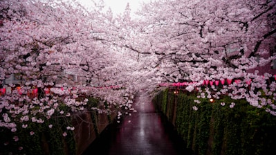 Japan view on a holiday planned by Francesco Margaretini Luxury Travel Villas Weddings Honeymoon