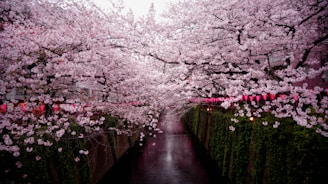 Best Cherry Blossoms in Japan