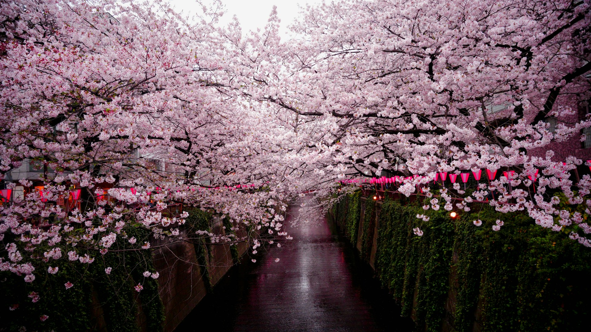 pathway between cherry blossom trees