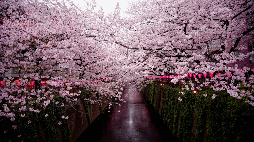 pathway between cherry blossom trees