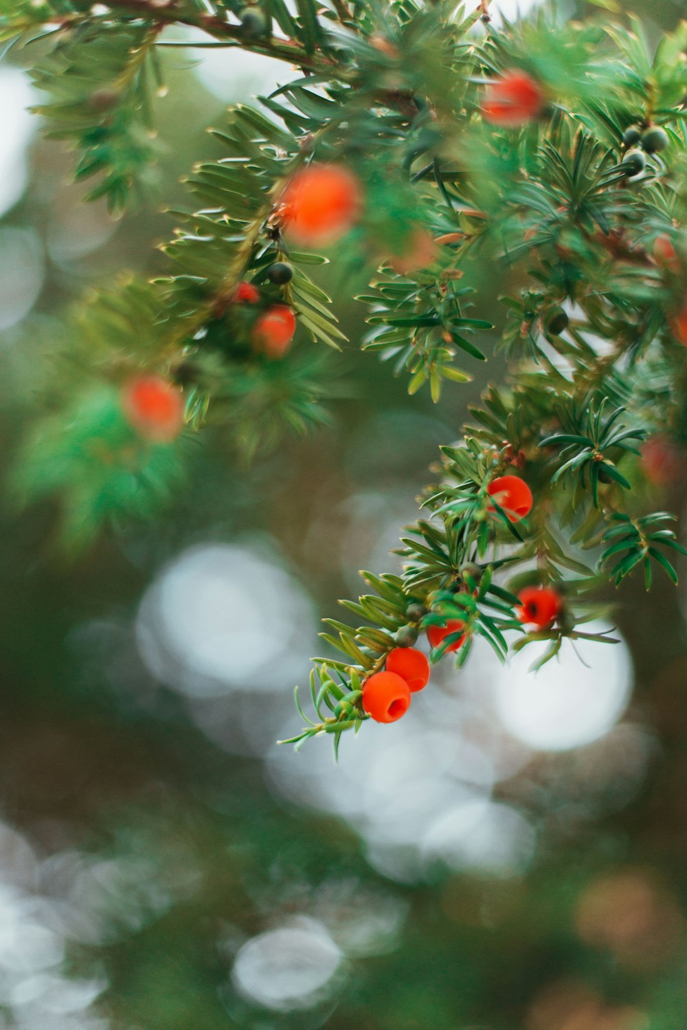 red and white round fruits on green tree