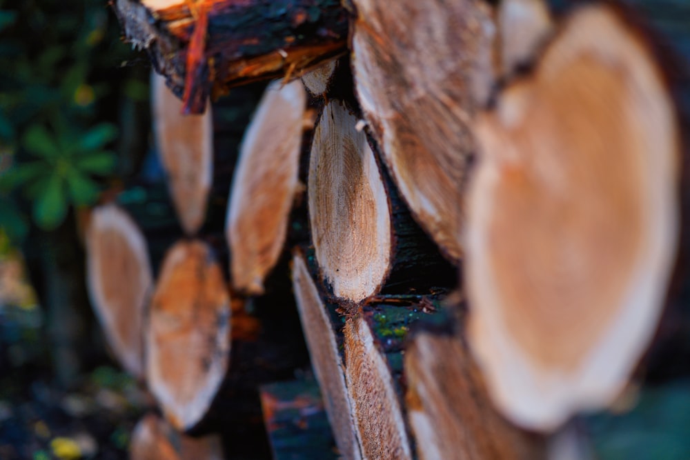 brown and white wood logs