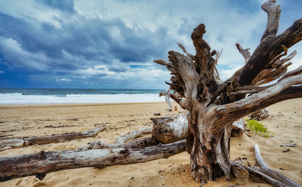 brown wood log on beach during daytime