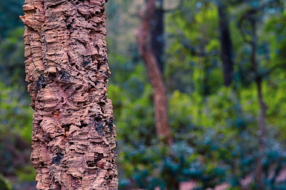 brown tree trunk in close up photography