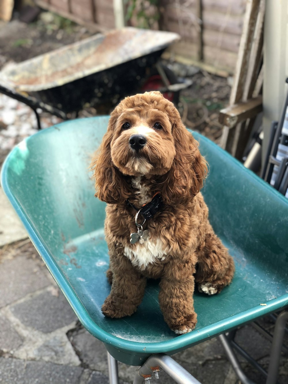 Perro marrón de pelo largo en silla de plástico verde