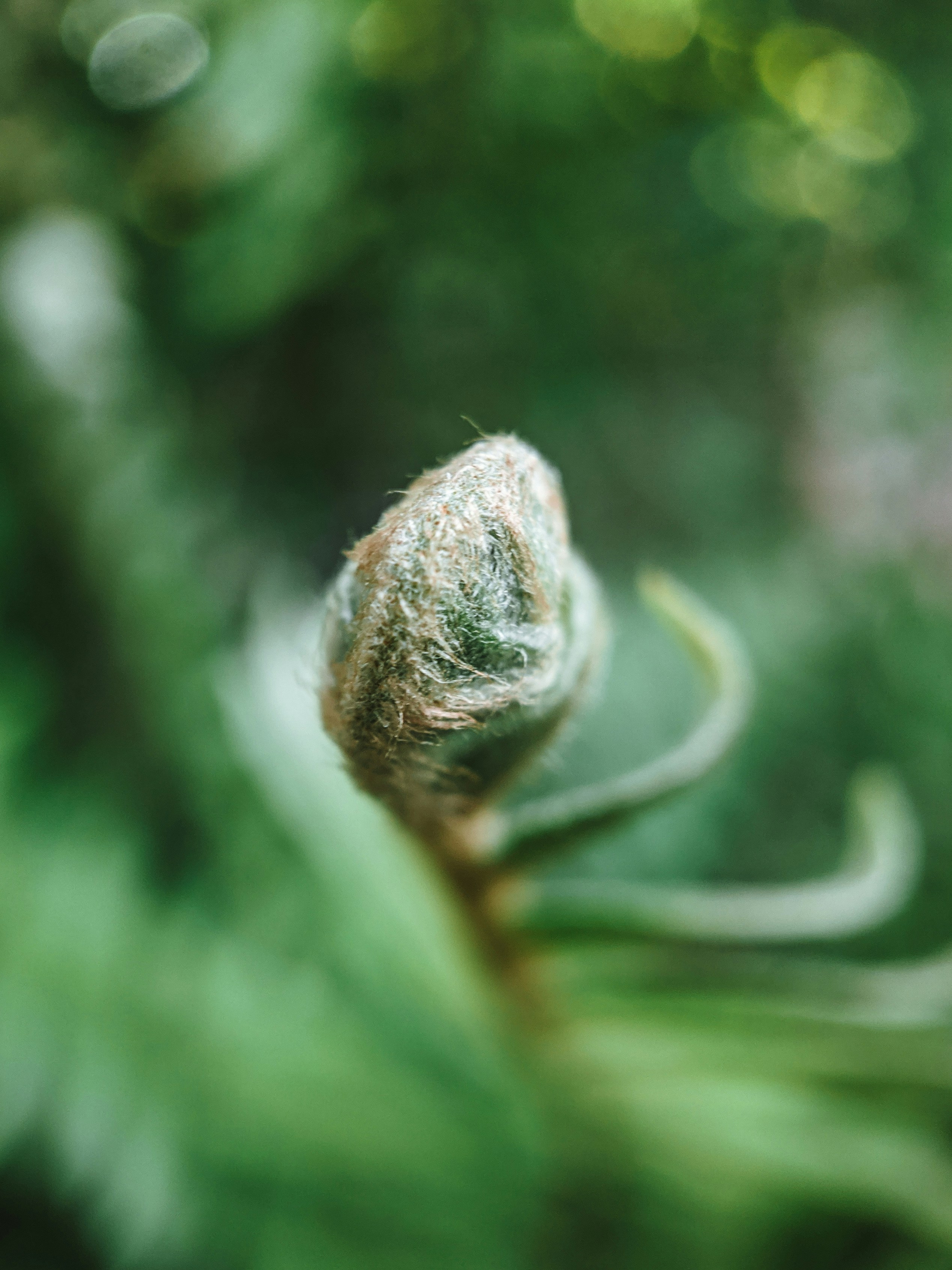 green plant in macro lens