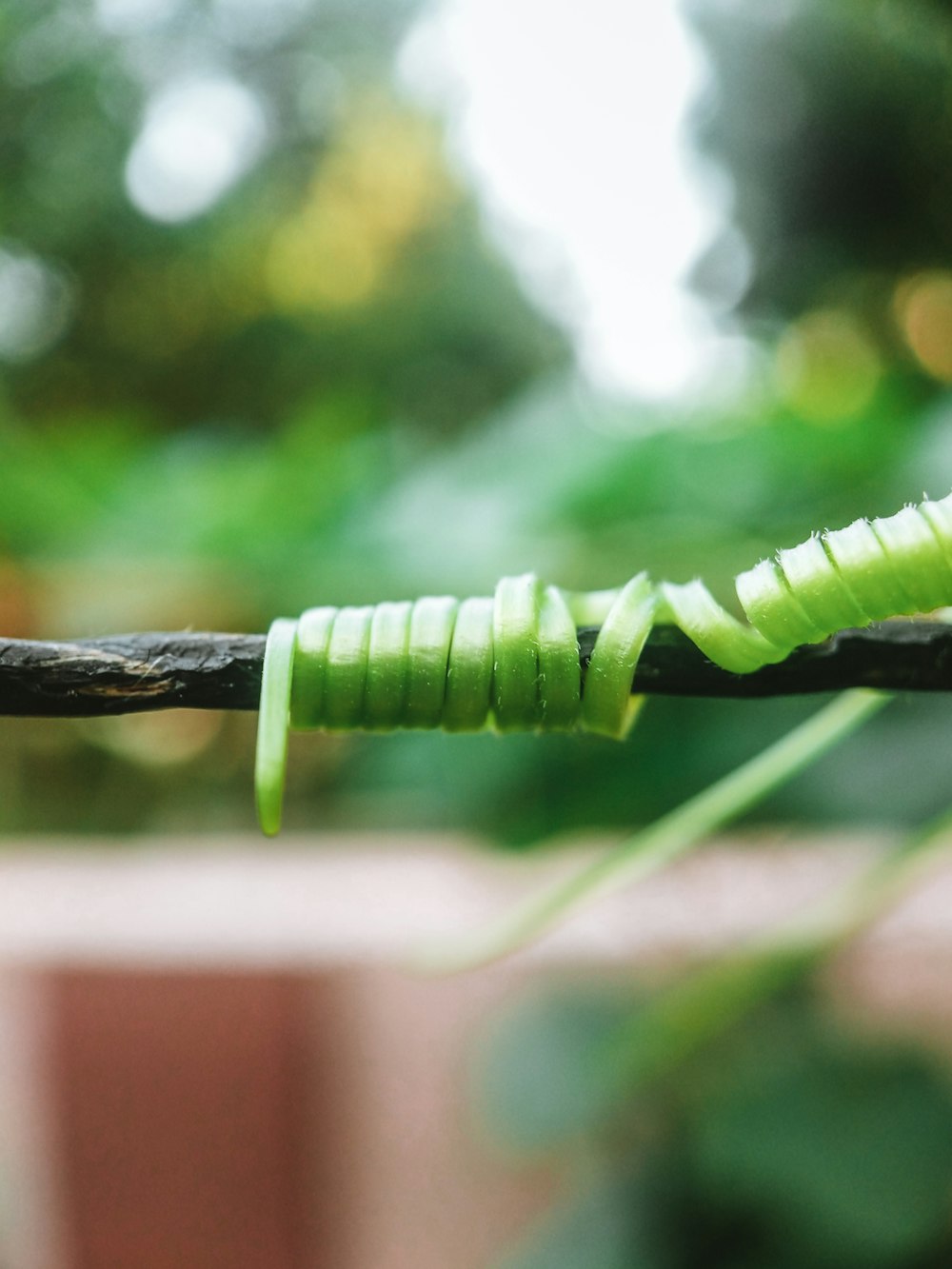 green caterpillar on brown stick