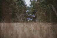 A cozy house with a dark blue facade accented by golden details, surrounded by trees.