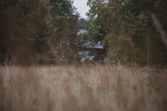 A cozy house with a dark blue facade accented by golden details, surrounded by trees.