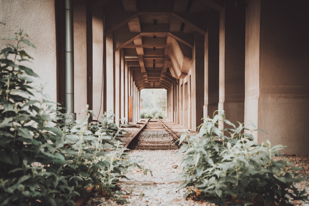 brown wooden pathway in between green plants