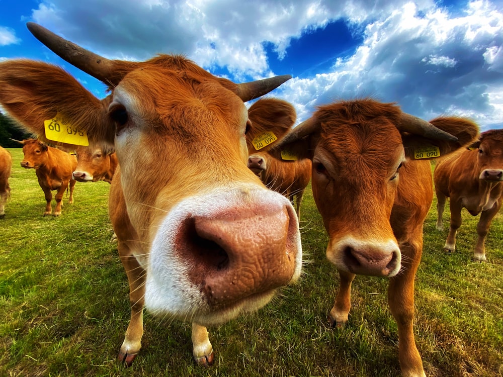 brown cow on green grass field under blue and white cloudy sky during daytime