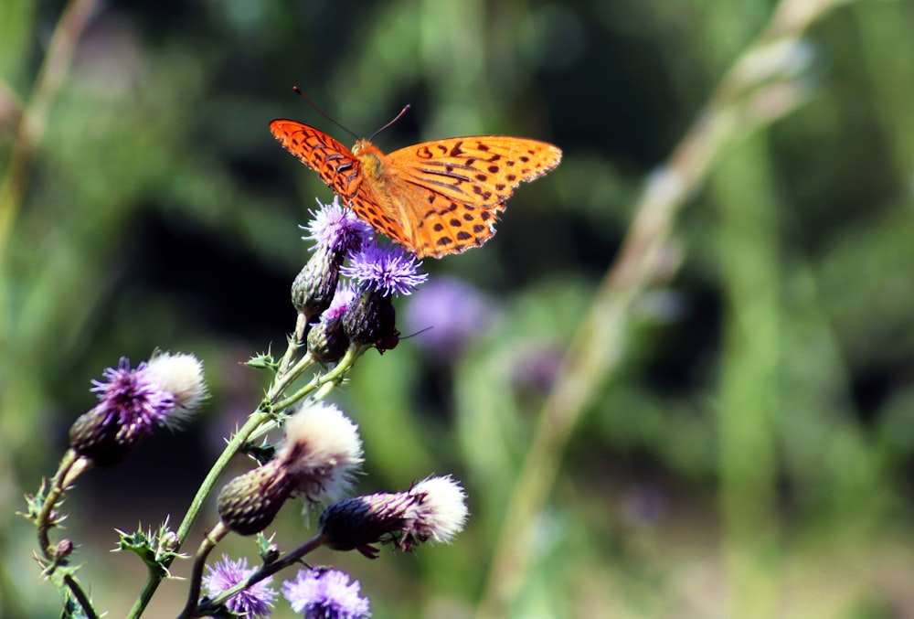 papillon brun et noir sur fleur violette