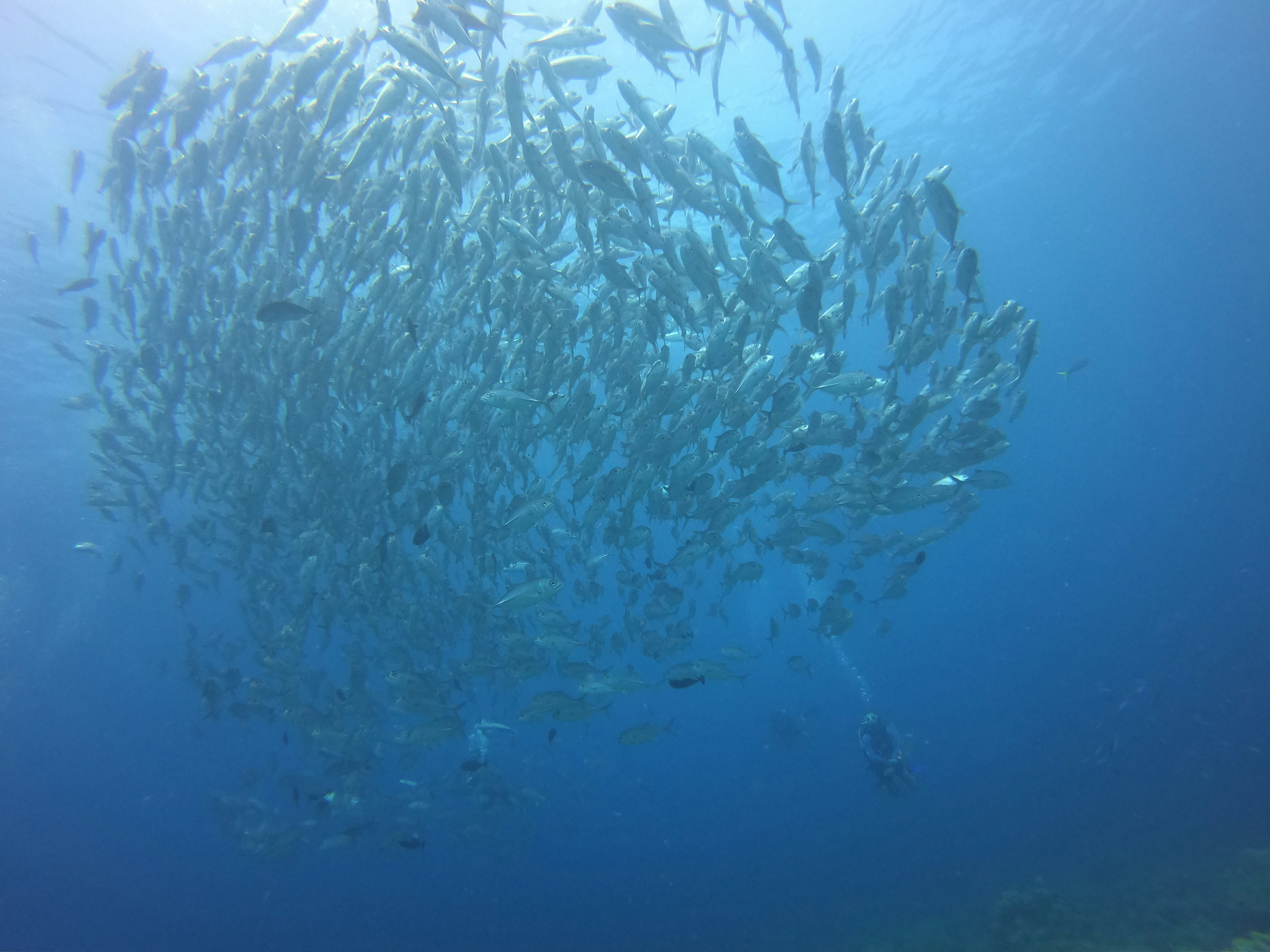 Diver surrounded by large school of silver fish in clear blue Costa Rica ocean water
