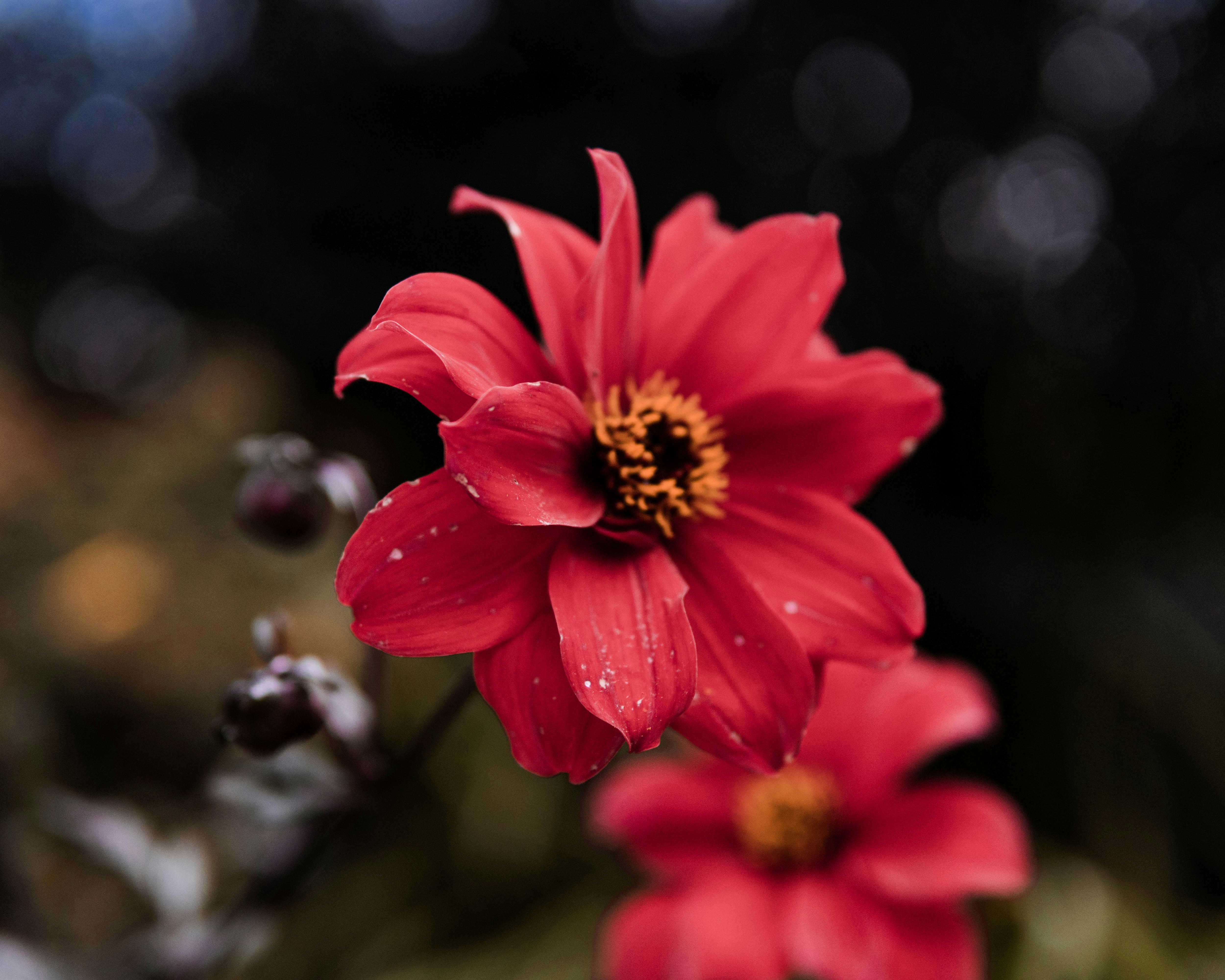 red flower in tilt shift lens