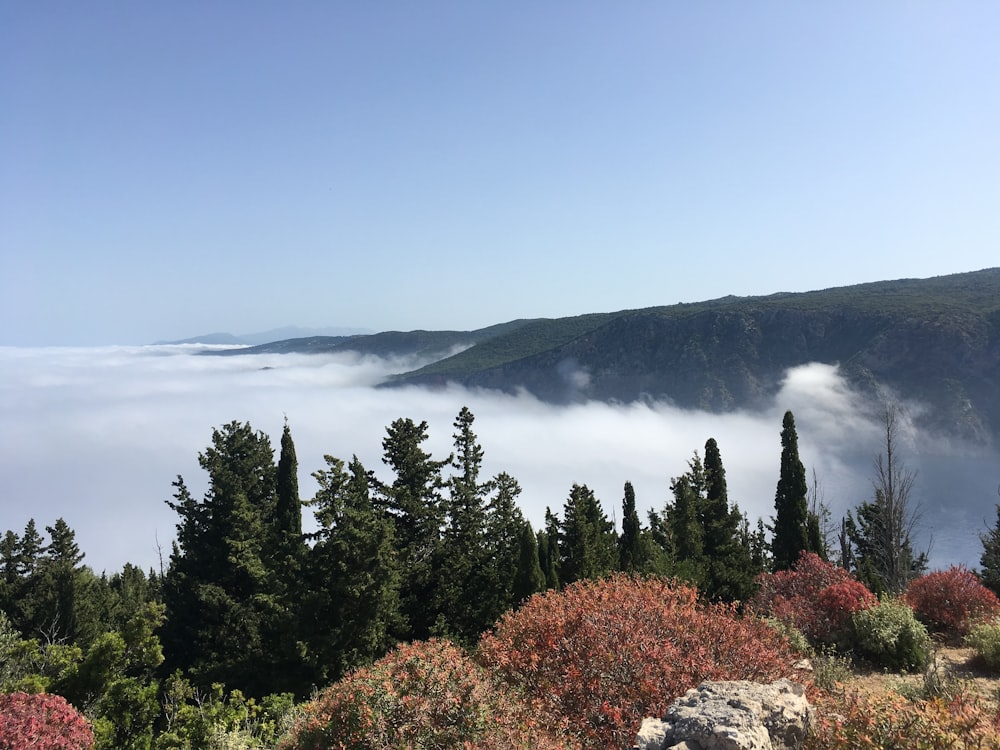 pinos verdes cerca del cuerpo de agua durante el día