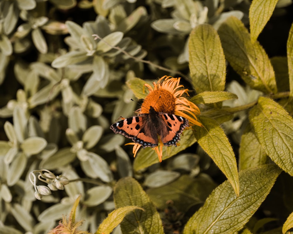 black and orange butterfly on white flower