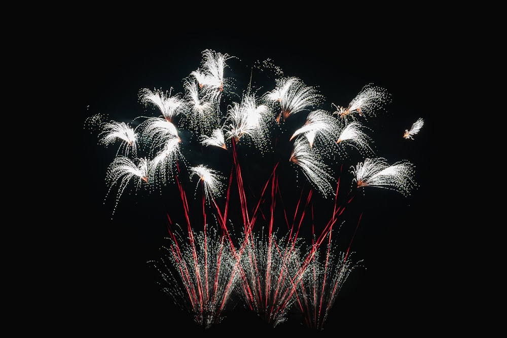 white and red fireworks display