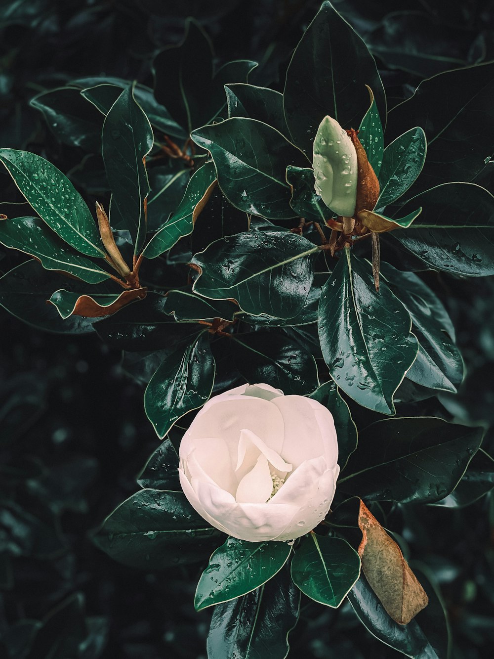 flor blanca con hojas verdes