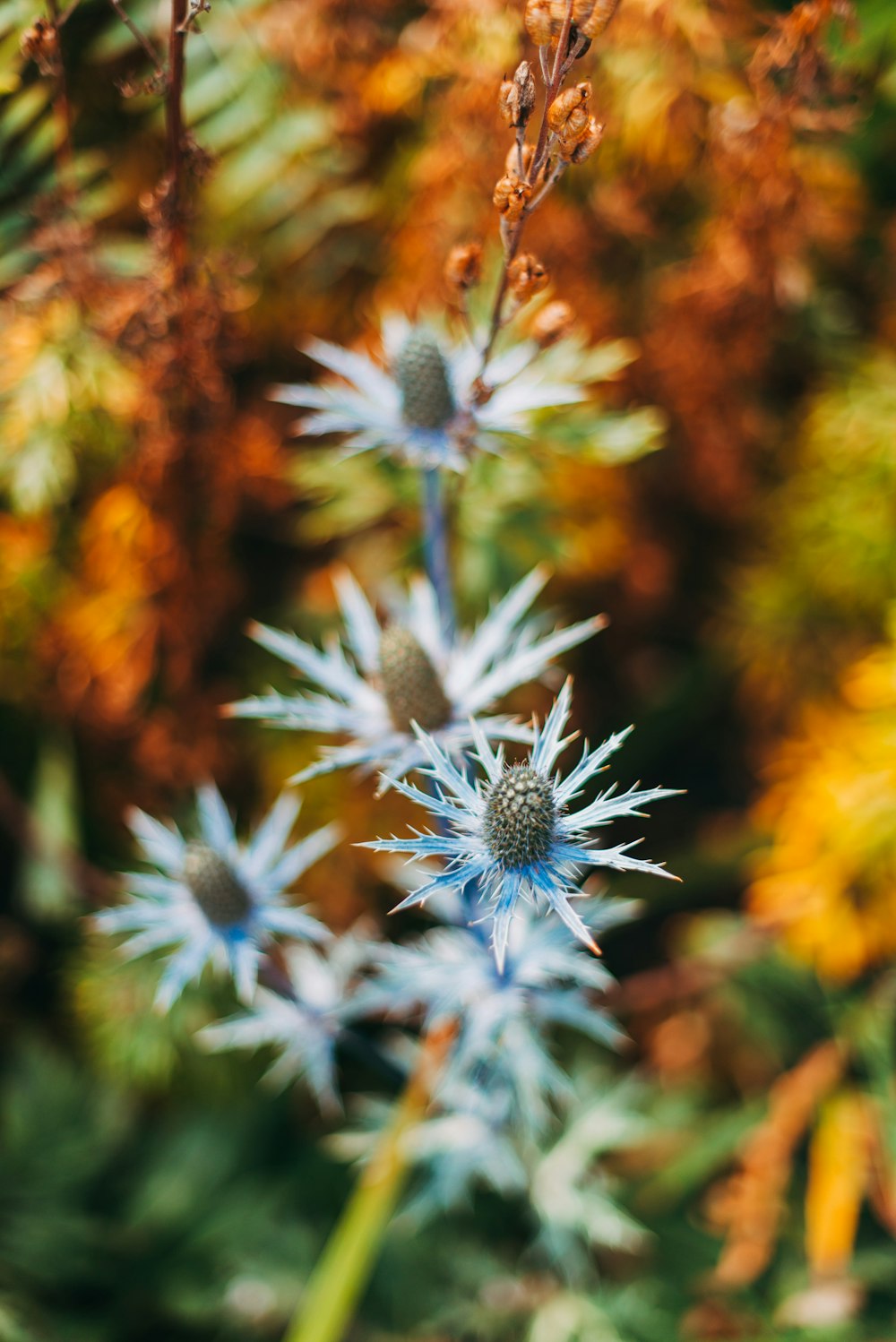 white and purple flower in tilt shift lens