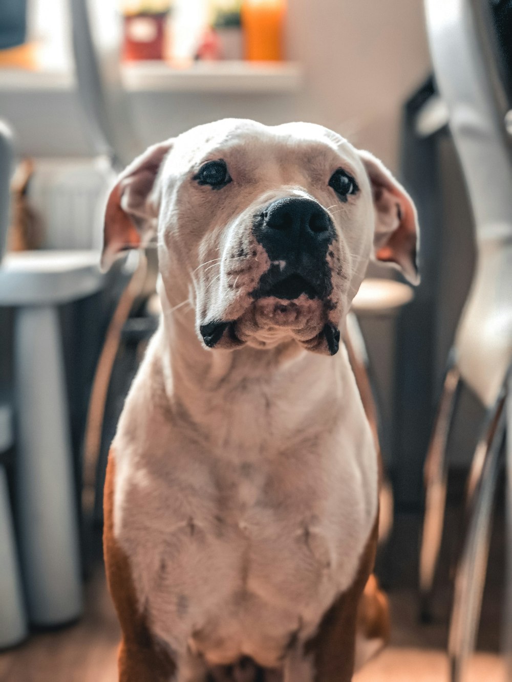 white and brown short coated dog