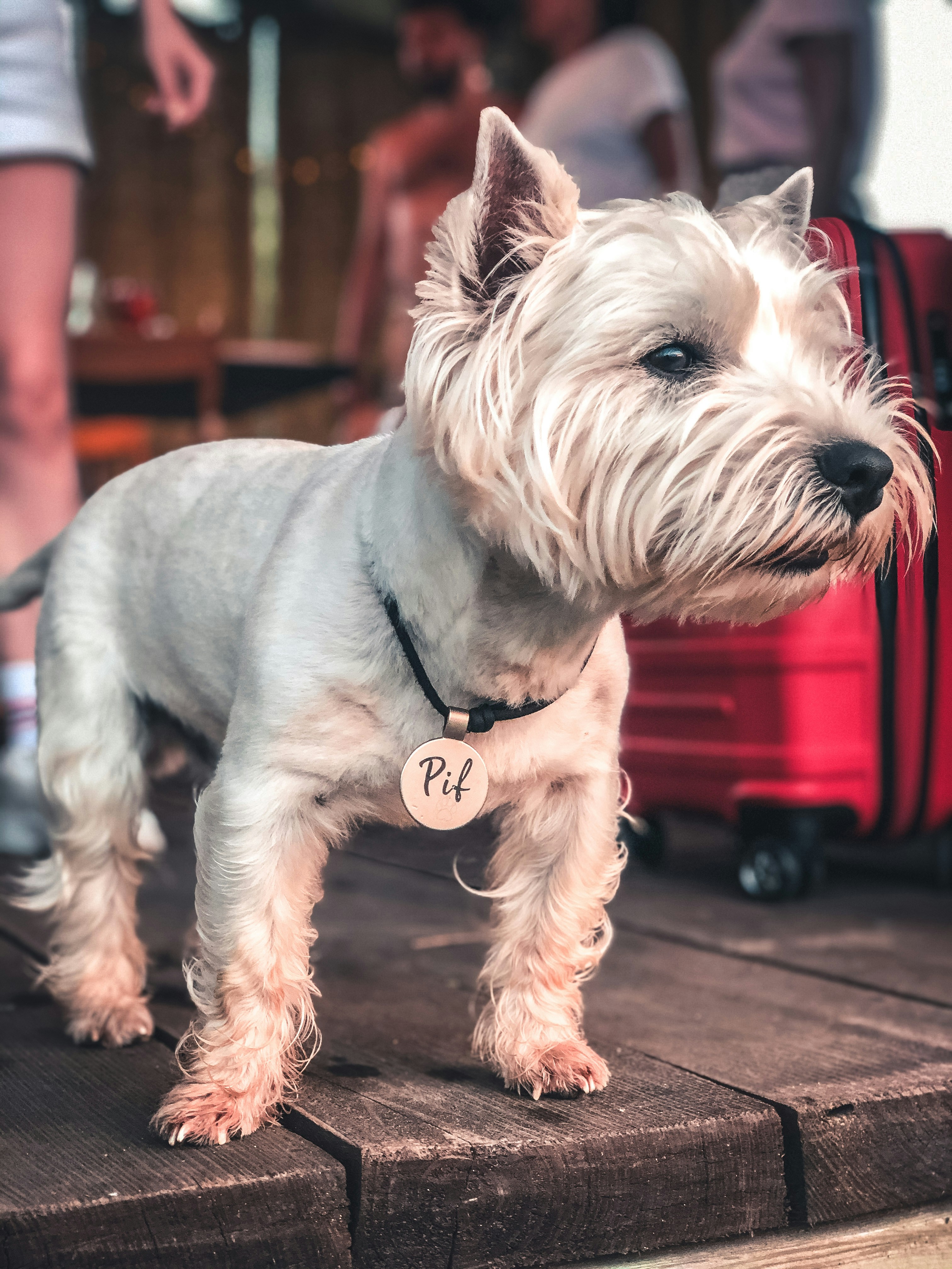 white long coat small dog