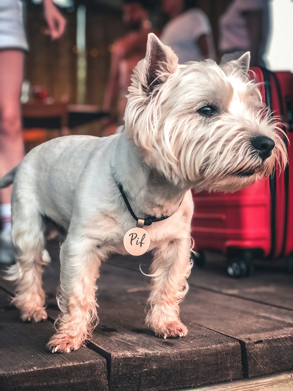 白いロングコート小型犬