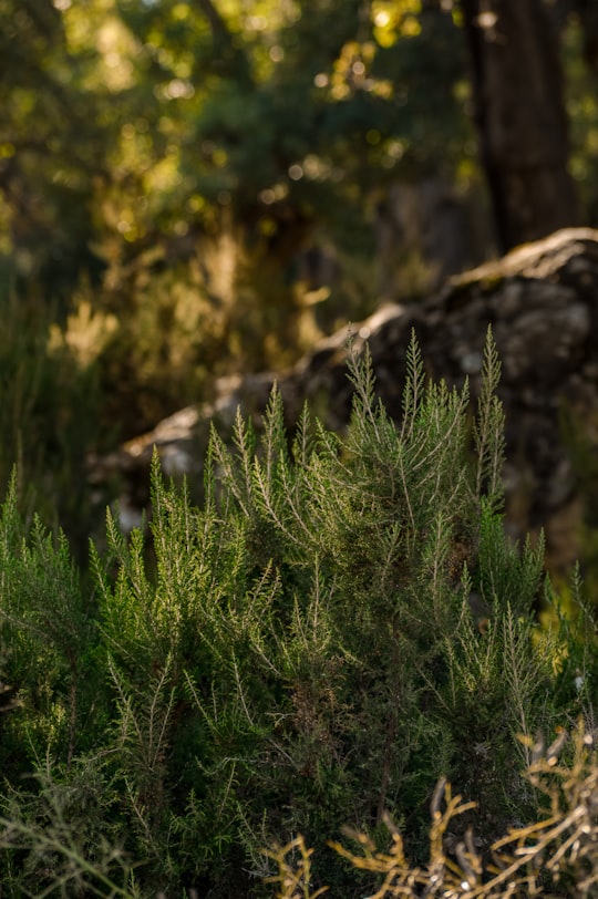 green grass on brown rock in Ain Sebt Algeria