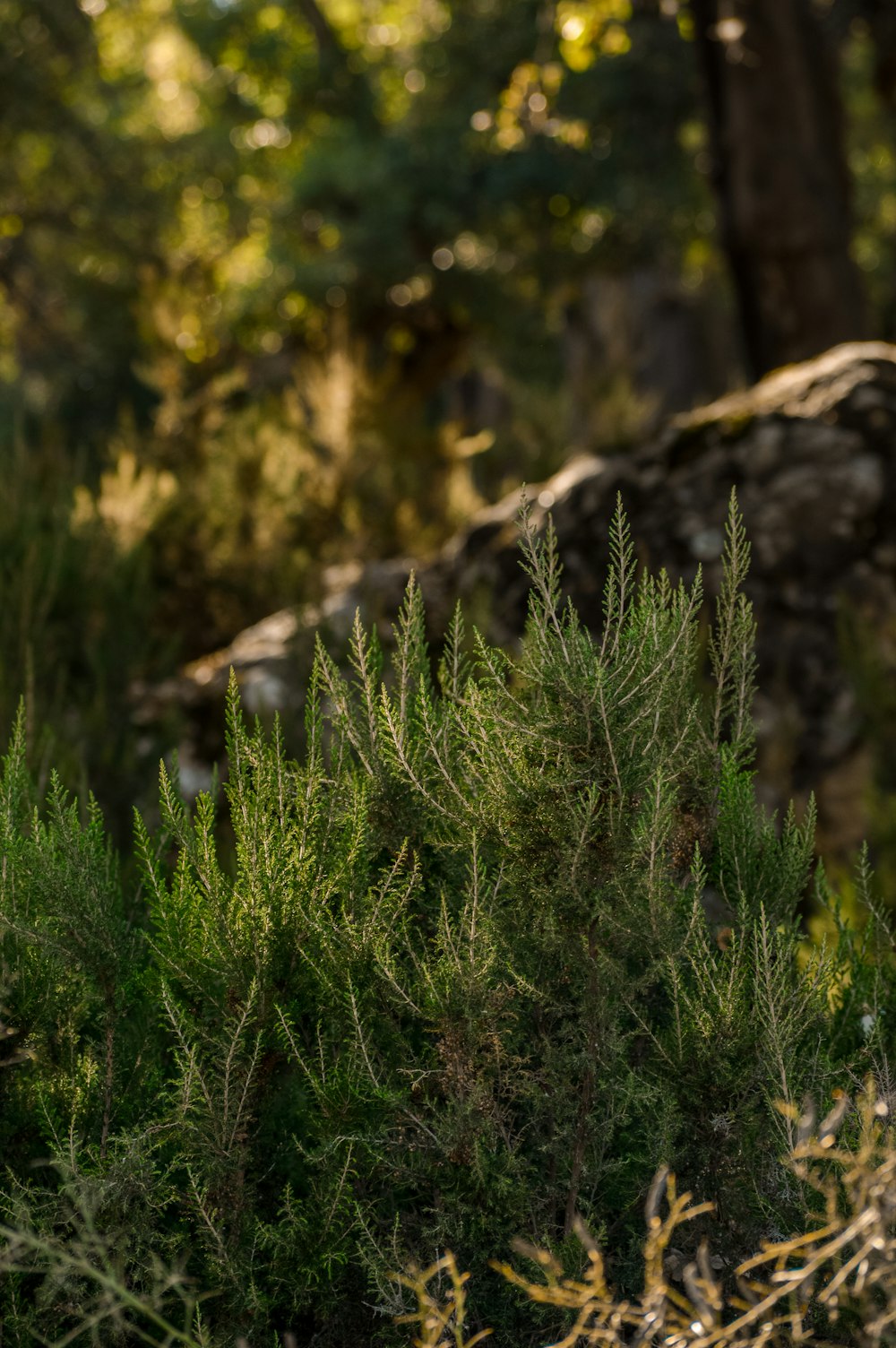 green grass on brown rock