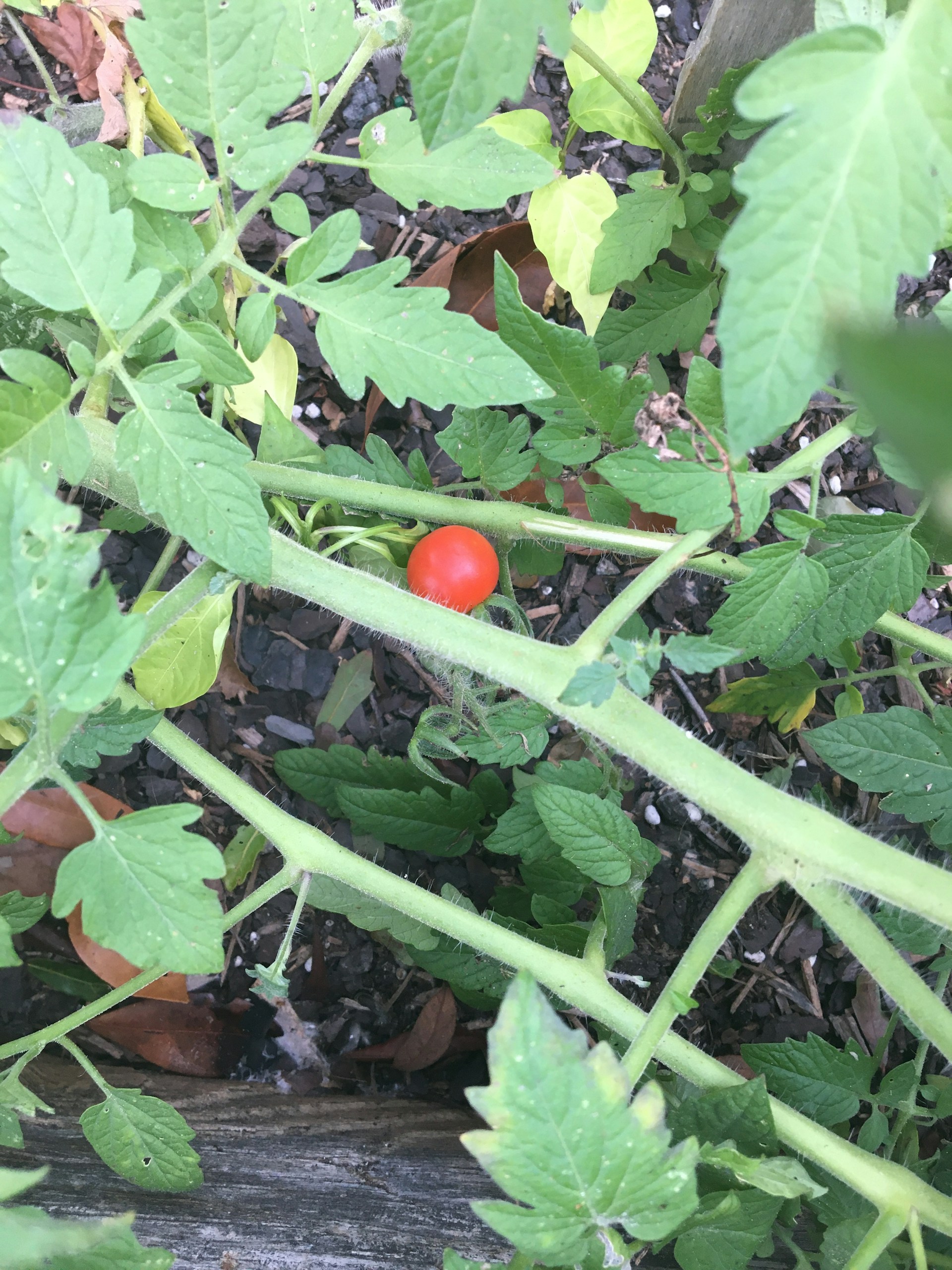 gray computer monitor