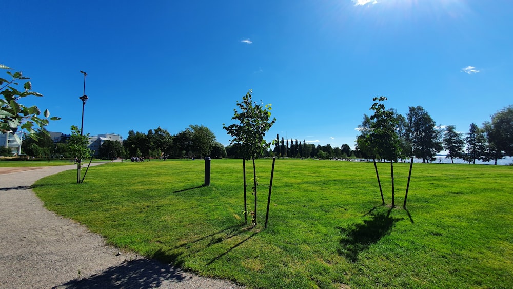 green grass field with trees under blue sky during daytime