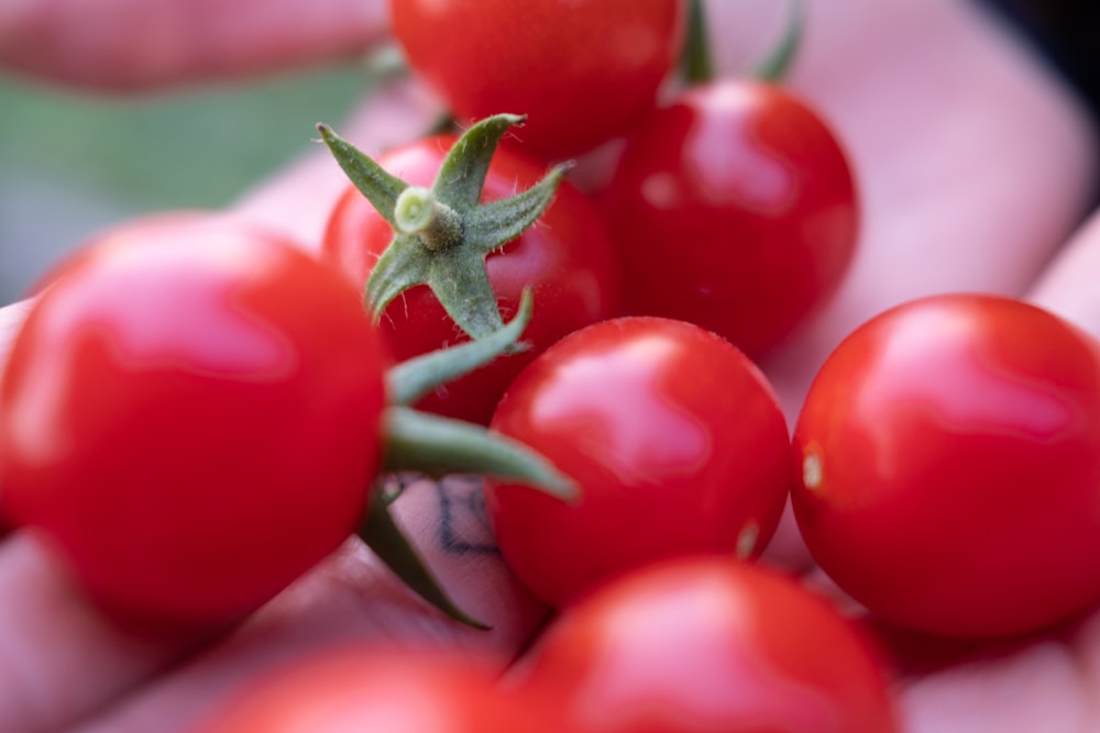 a close up of a person holding a bunch of tomatoes