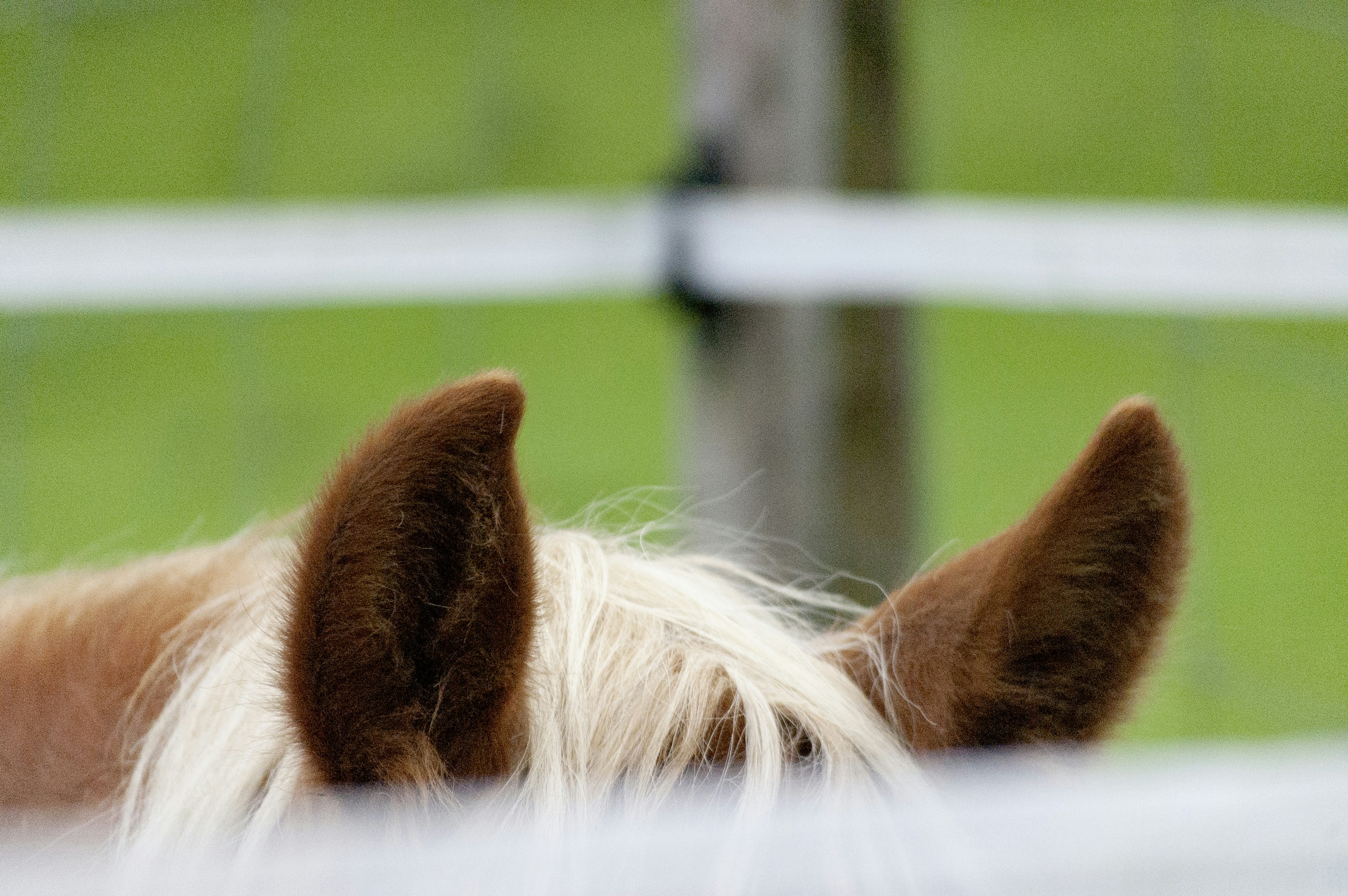 Caballo marrón y blanco en campo de hierba verde durante el día