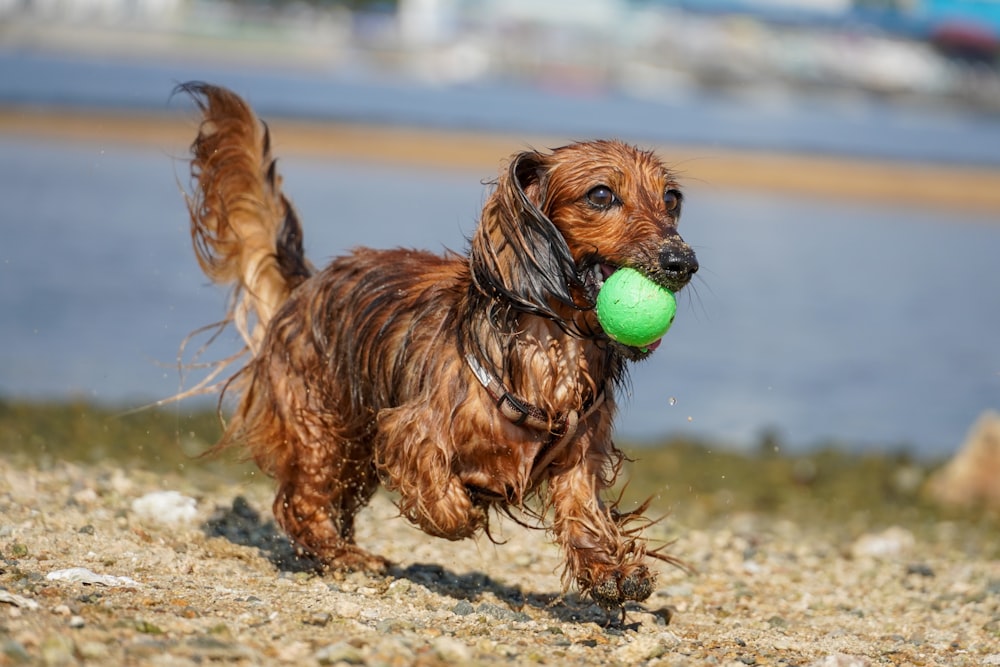 brown long coat small dog biting tennis ball on water during daytime