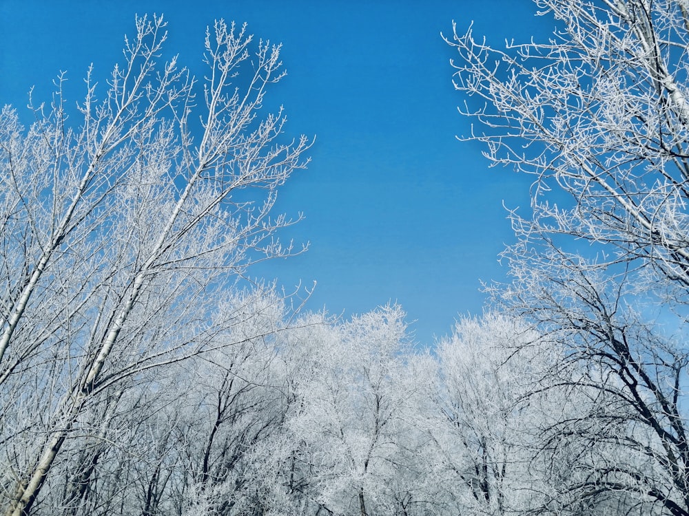 leafless trees under blue sky during daytime