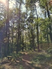 green and brown trees during daytime