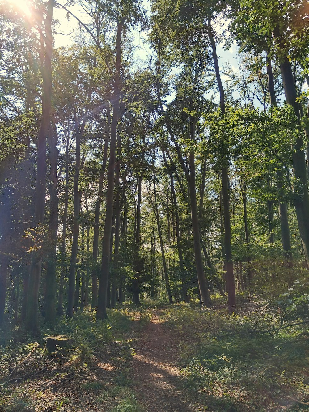 green and brown trees during daytime