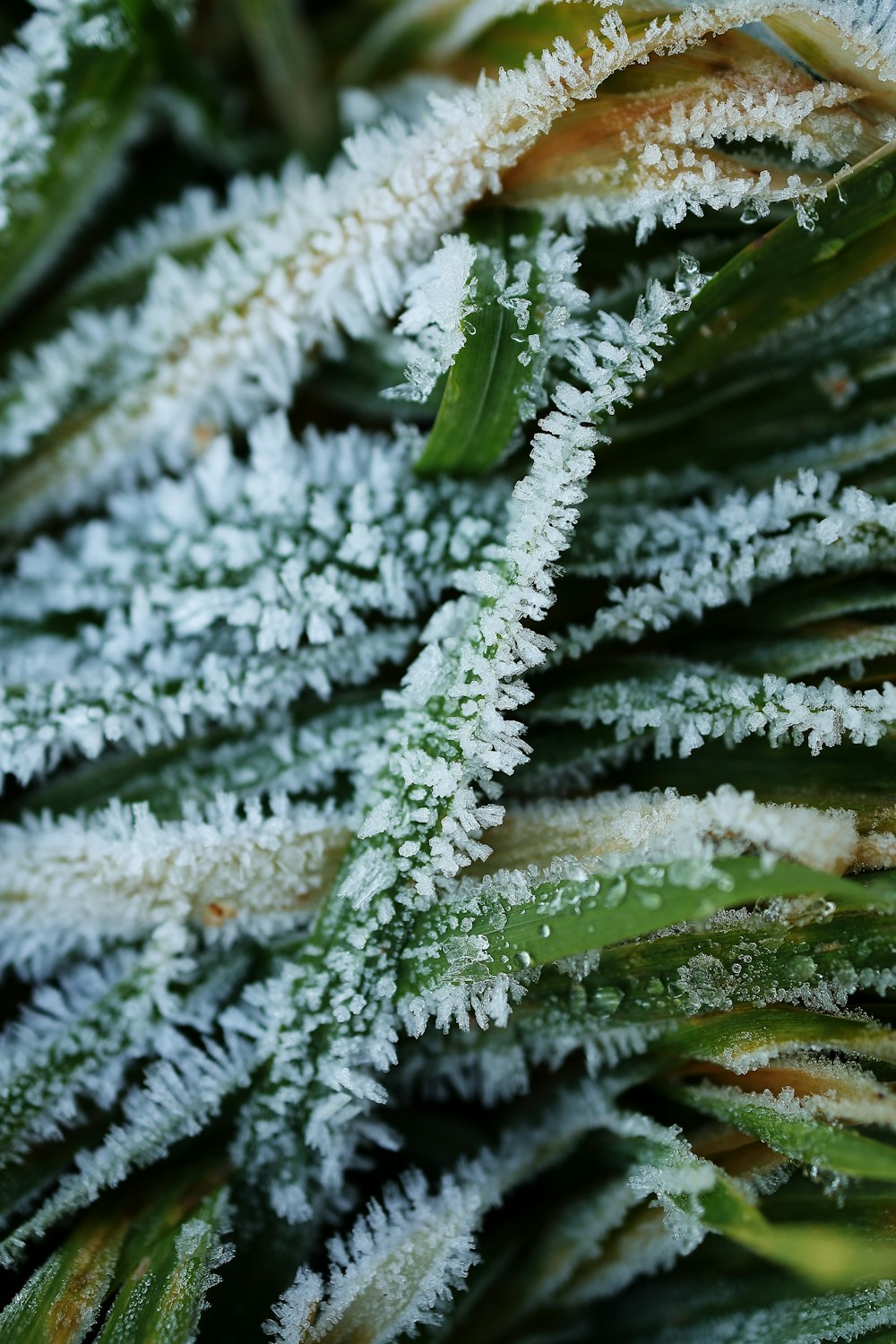 green and white plant leaves