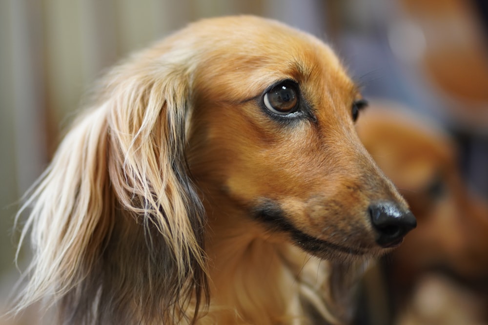 brown long haired dog in tilt shift lens