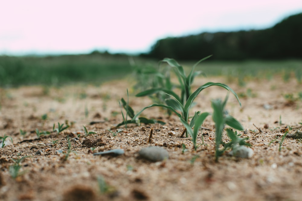 green grass on brown soil during daytime