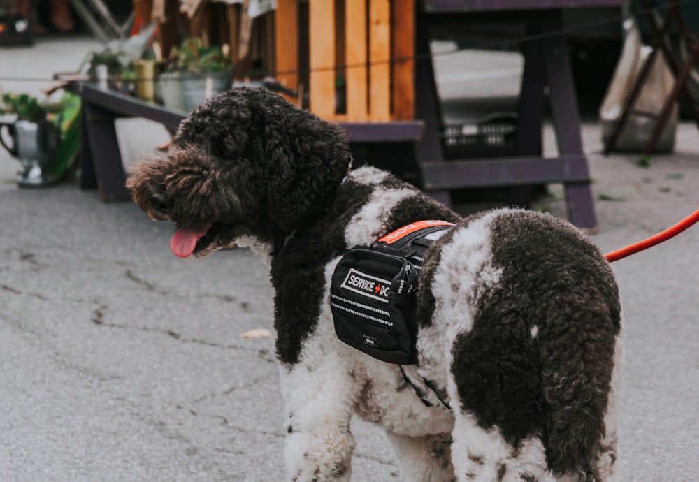 black and white curly coated small dog with black and white strap