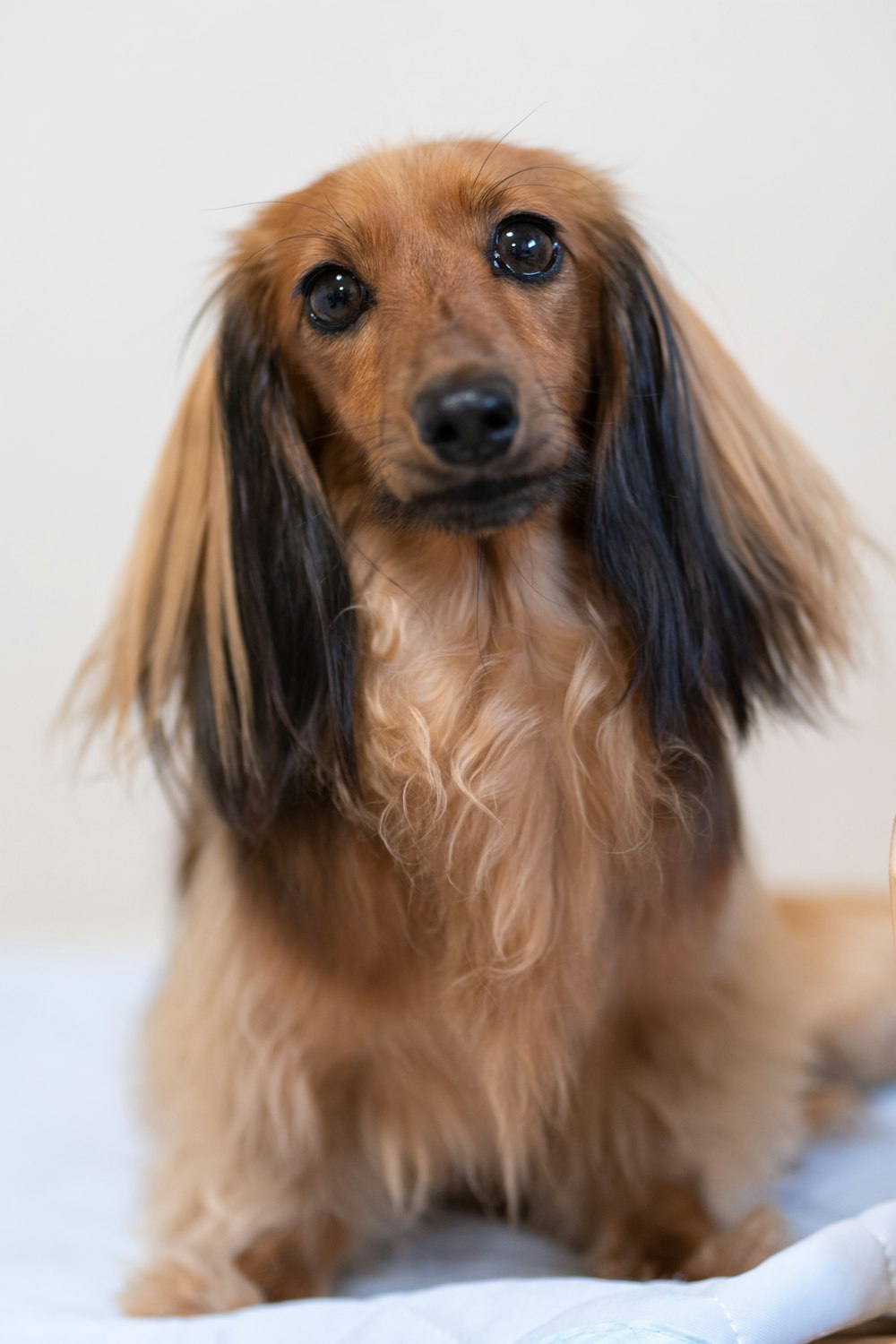 brown and black long coated small dog