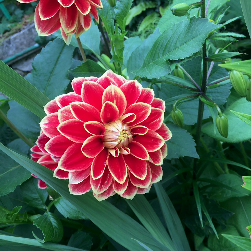 pink and white flower with green leaves